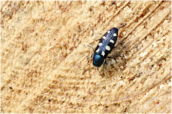 Buprestis octoguttata