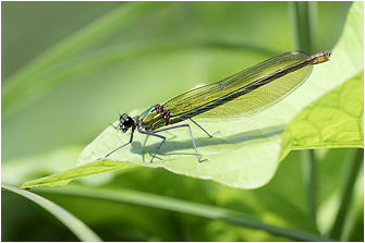 Calopteryx splendens