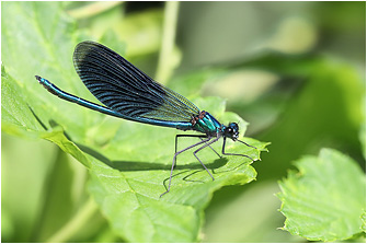 Calopteryx splendens