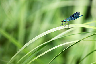 Calopteryx splendens