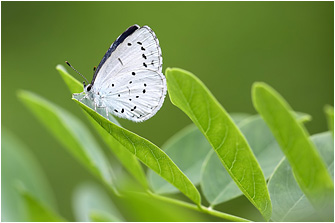 Celastrina argiolus