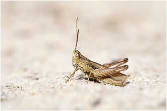 Chorthippus albomarginatus