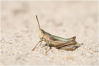 Chorthippus albomarginatus