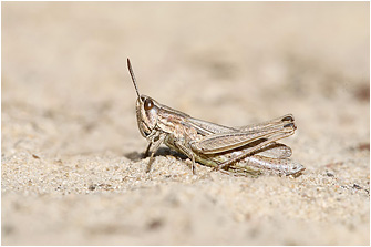 Chorthippus albomarginatus