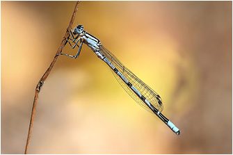 Coenagrion hastulatum