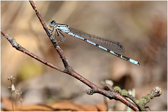 Coenagrion hastulatum