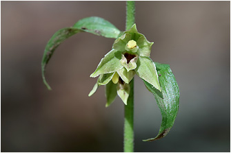 Epipactis albensis ssp. lusatia