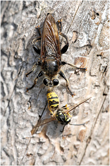 Laphria gibbosa