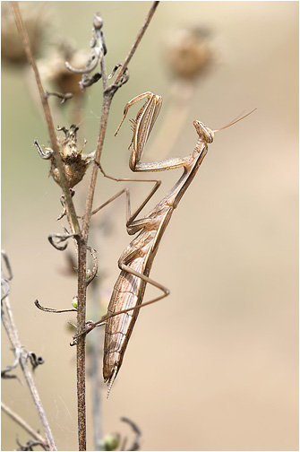 Mantis religiosa