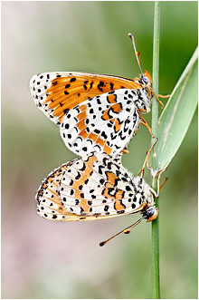 Melitaea didyma