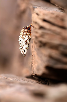 Melitaea didyma