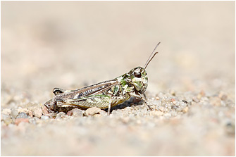 Myrmeleotettix maculatus