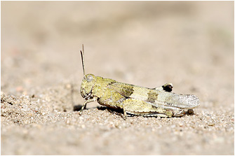 Oedipoda caerulescens