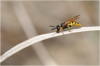 Philanthus triangulum