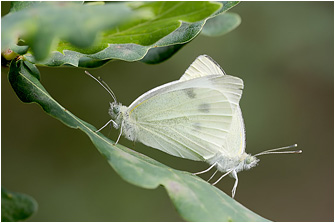 Pieris mannii