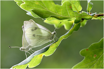 Pieris mannii