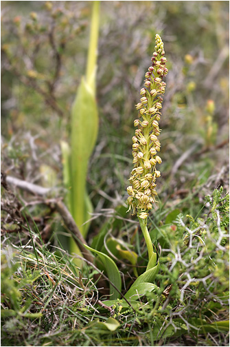 Aceras anthropophora