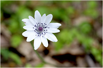Anemone hortensis