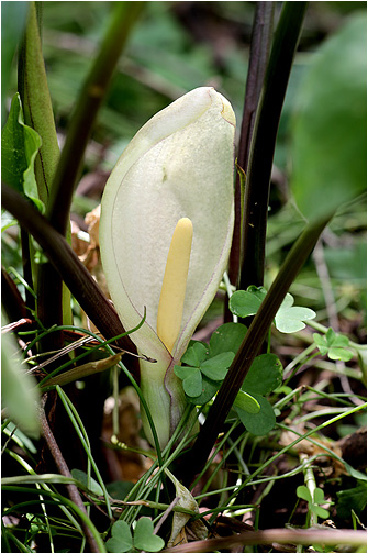 Arum concinnatum