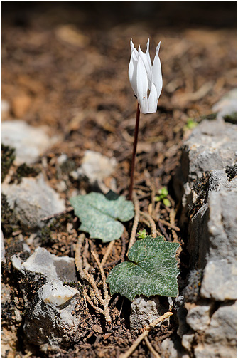Cyclamen creticum