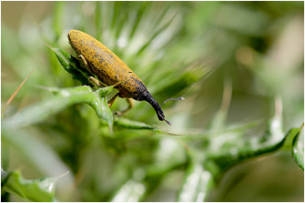 Lixus cf. pulverulentus