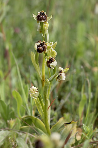 Ophrys bombyliflora