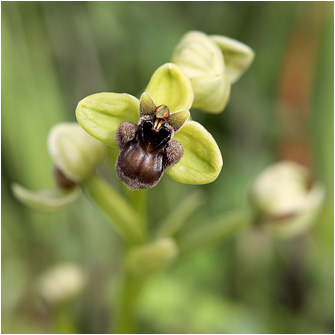 Ophrys bombyliflora
