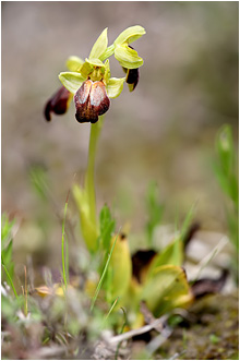 Ophrys creberrima