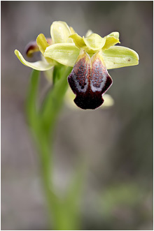 Ophrys creberrima