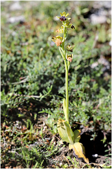 Ophrys creberrima