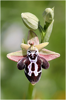 Ophrys cretica