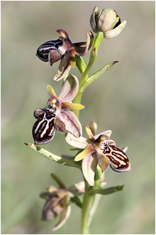 Ophrys cretica