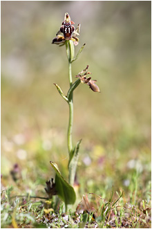 Ophrys cretica