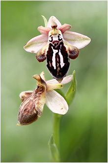 Ophrys cretica