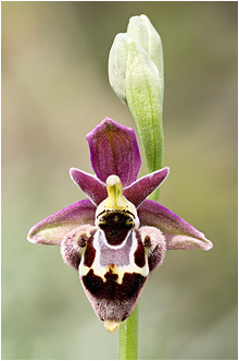 Ophrys cretica x heldreichii