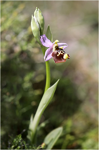 Ophrys episcopalis