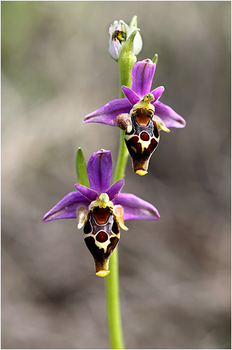 Ophrys heldreichii