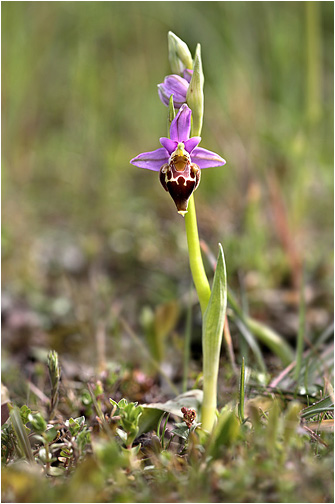Ophrys heldreichii