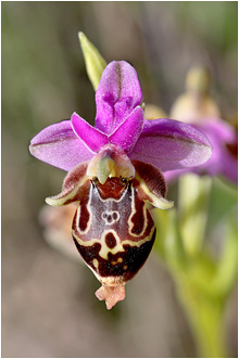 Ophrys heldreichii