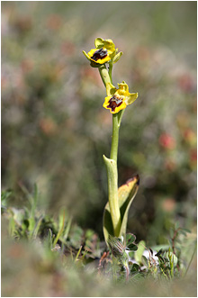 Ophrys phryganae