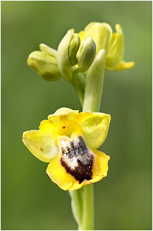 Ophrys phryganae
