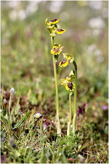 Ophrys phryganae