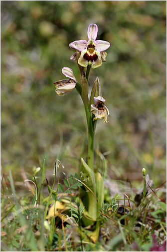 Ophrys tenthredinifera