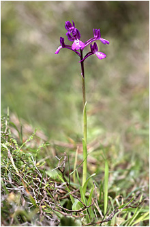 Orchis boryi