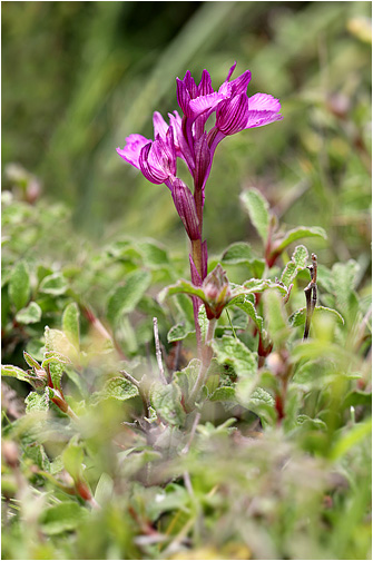 Orchis papilionacea