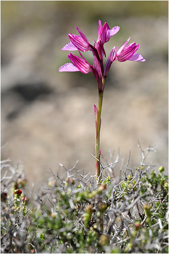 Orchis papilionacea