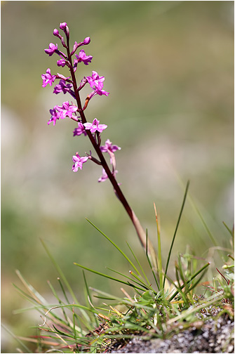 Orchis quadripunctata