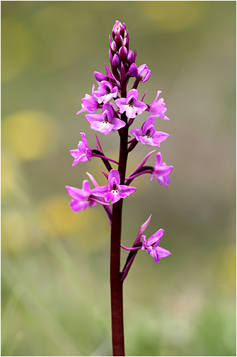 Orchis quadripunctata