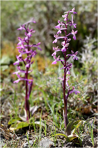 Orchis sitiaca