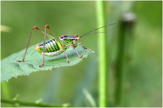 Poecilimon cretensis